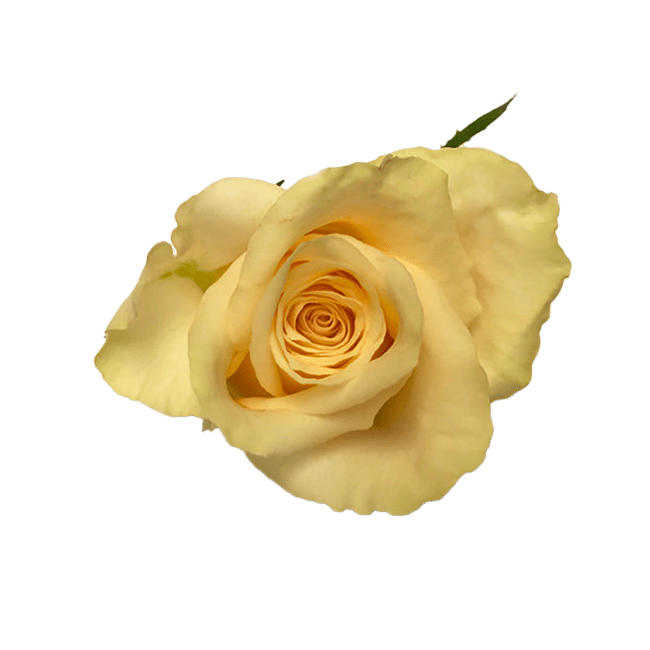 Rozenkwekerij Van Biesen - Roos Cream Florence